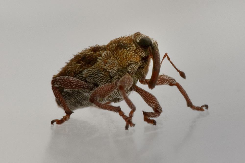 Curculionidae: Trichosirocalus barnevillei